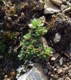 Draba aleutica