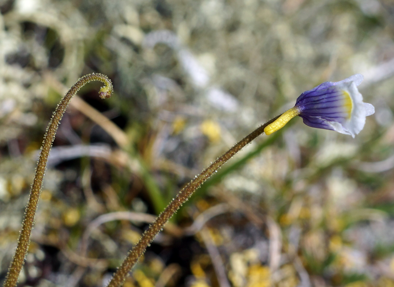 Image of Pinguicula spathulata specimen.