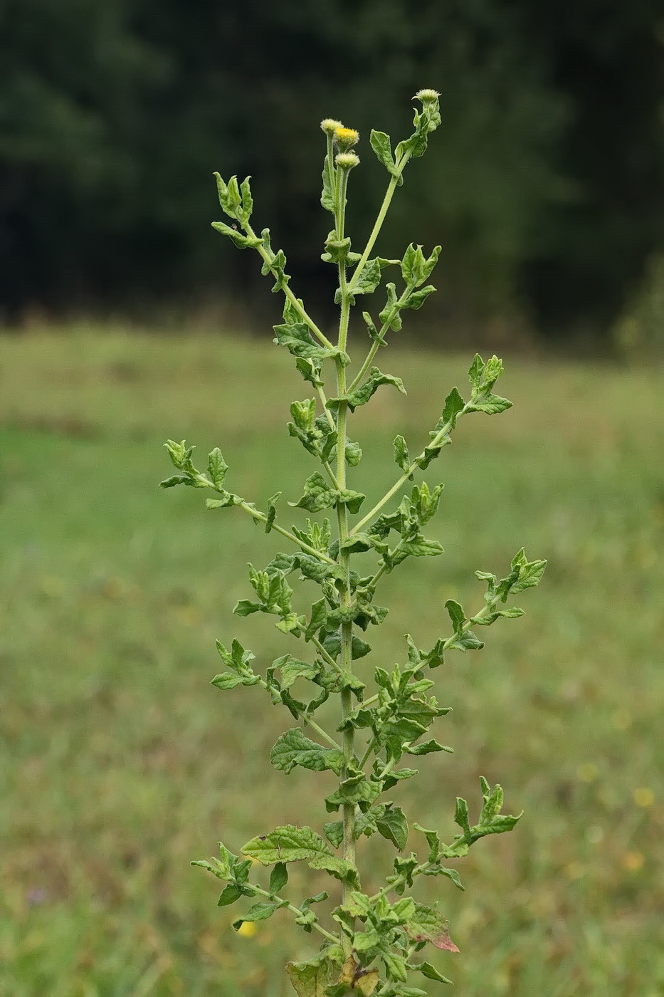 Image of Pulicaria dysenterica specimen.