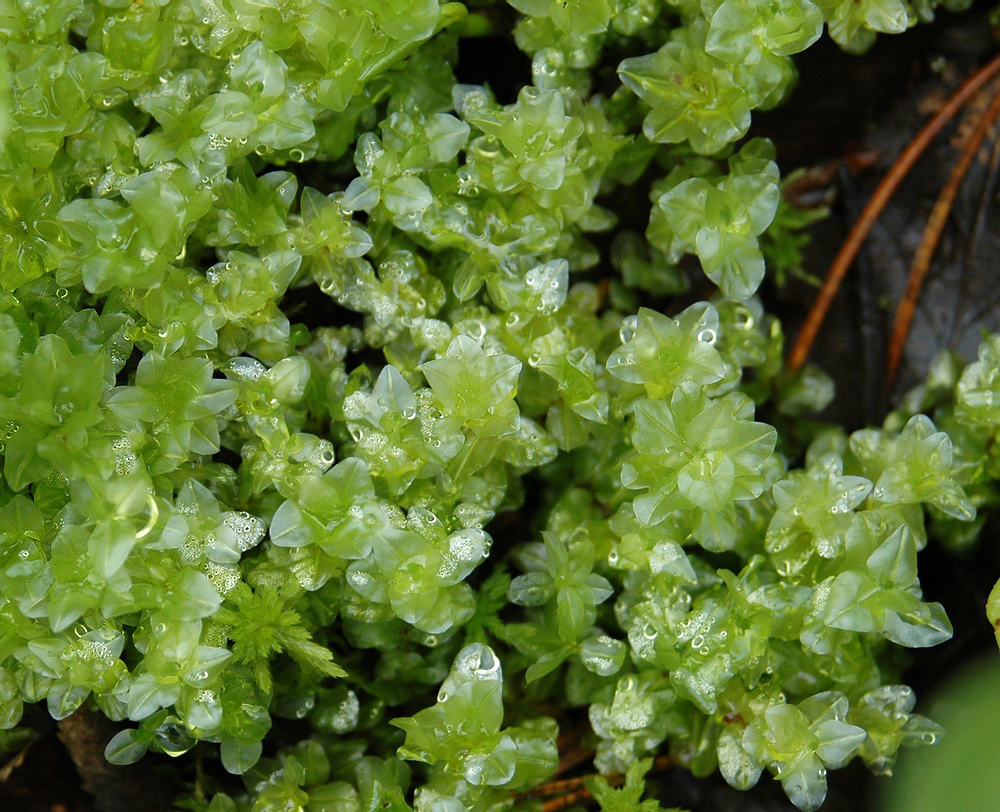 Image of familia Mniaceae specimen.