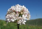 Valeriana alpestris