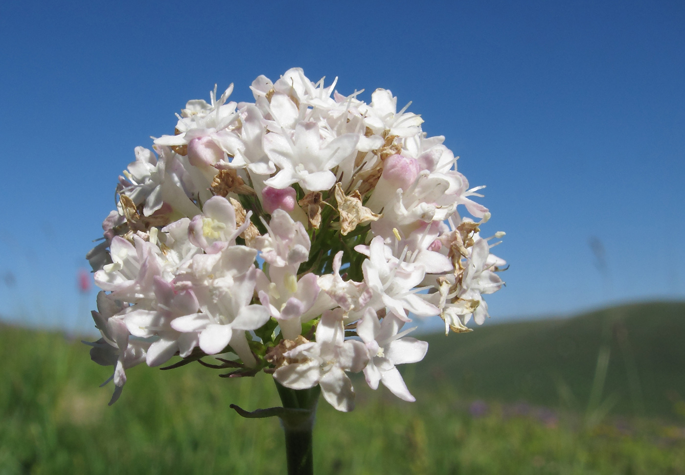 Image of Valeriana alpestris specimen.
