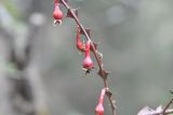 Rosa omeiensis форма pteracantha. Часть побега с плодами. Китай, Юньнань, национальный парк Пудацо (Potatso National Park), 22 км от г. Шангри-Ла, в 150 м от оз. Шуду, ≈ 3400 м н.у.м., хвойный лес. 29 октября 2016 г.