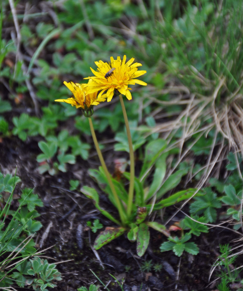 Image of Taraxacum stevenii specimen.