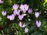 Cyclamen persicum. Верхушка цветущих растений. Израиль, Бат-Ям. 20.02.2018.