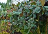 Terminalia catappa. Верхушки ветвей с незрелыми плодами. Таиланд, пров. Сураттани, о-в Пханган, песчаный пляж. 22.06.2013.
