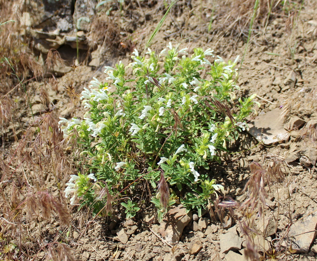 Image of Dracocephalum subcapitatum specimen.