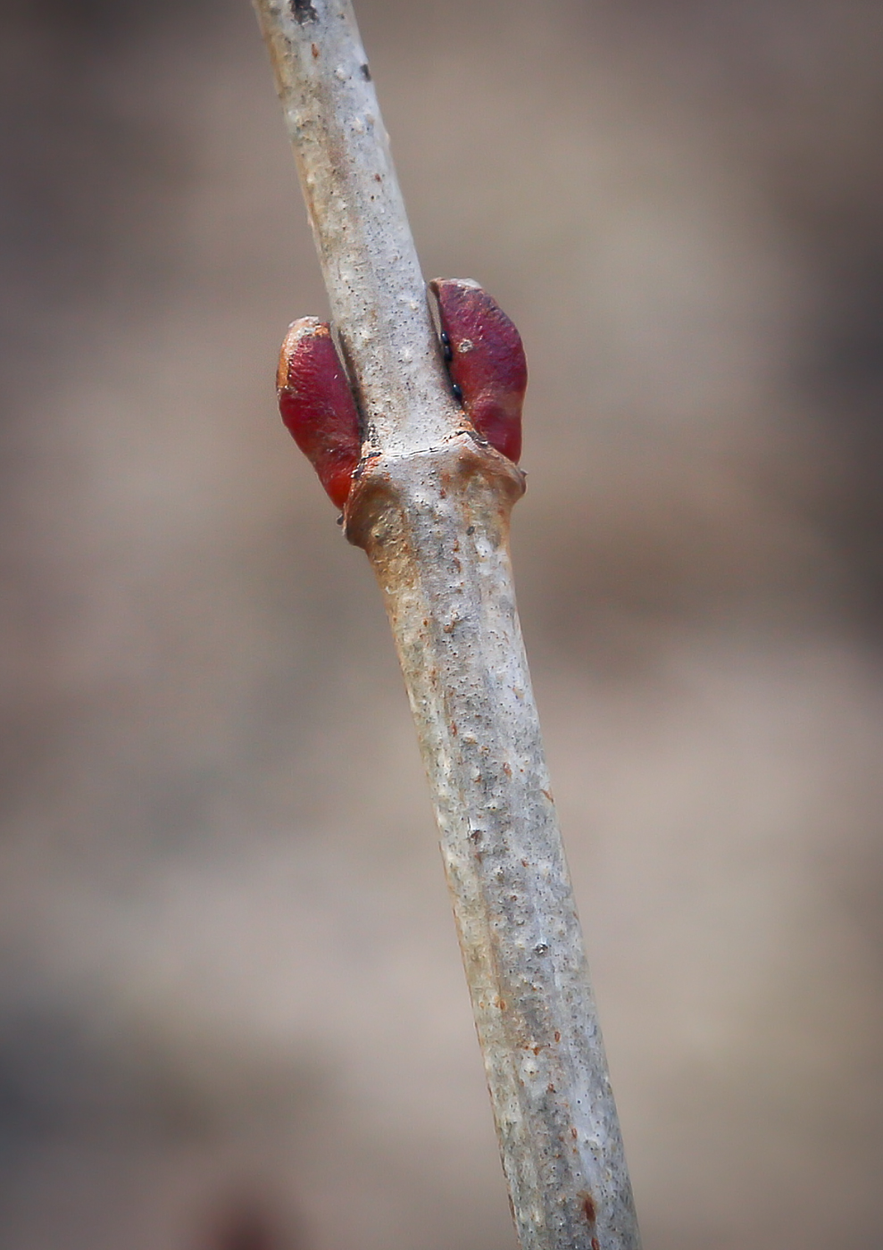 Image of Viburnum opulus specimen.