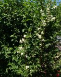 род Philadelphus