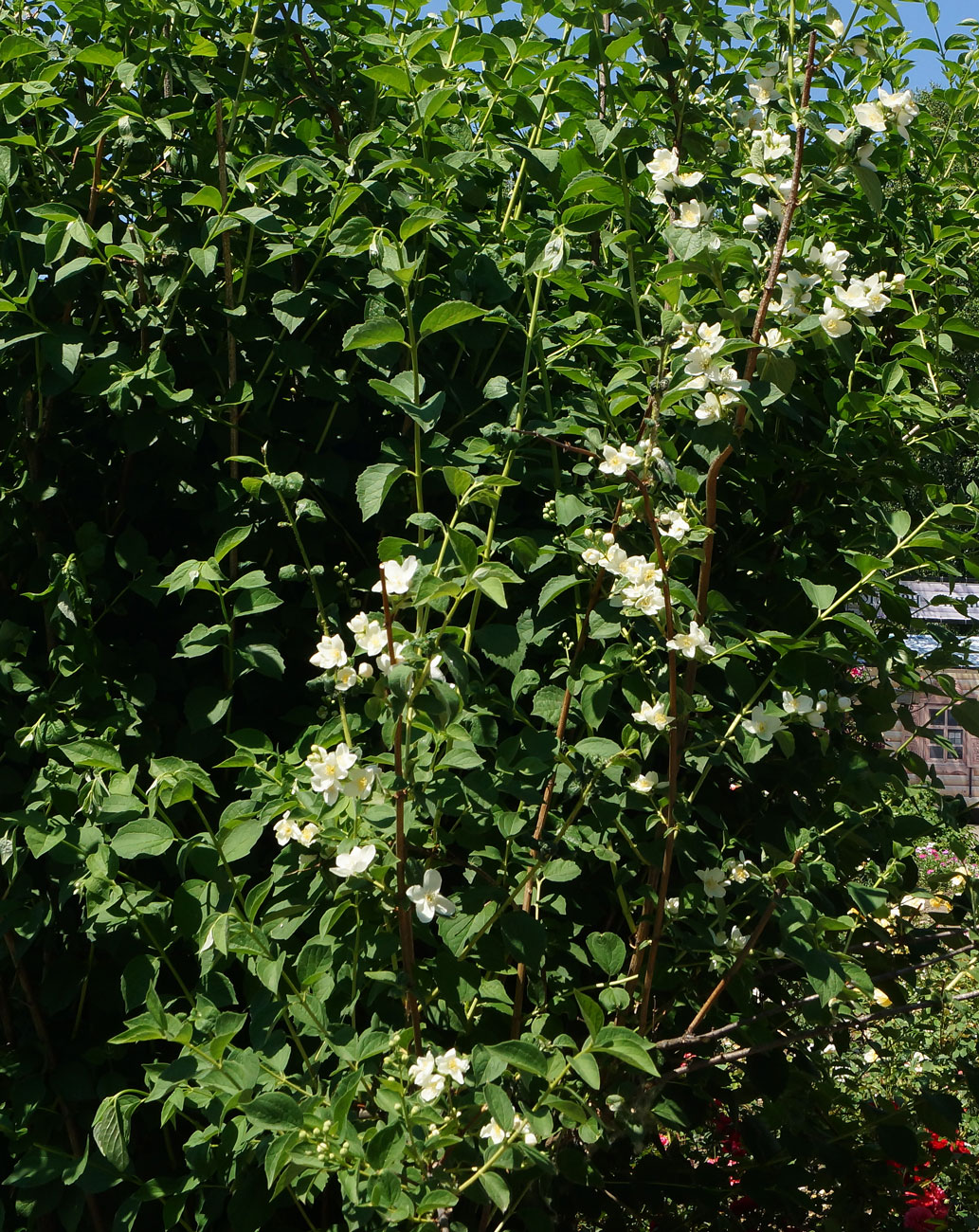 Image of genus Philadelphus specimen.