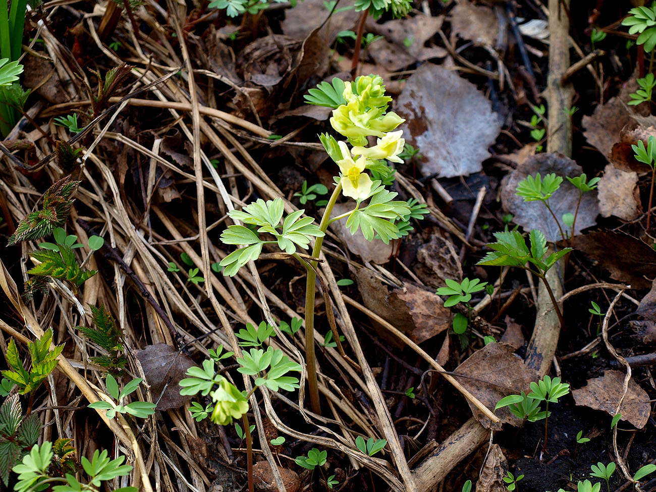 Image of Corydalis bracteata specimen.