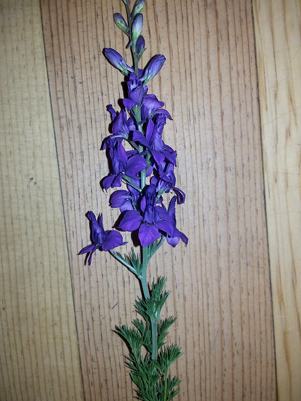 Изображение особи семейство Ranunculaceae.