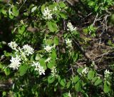 Amelanchier ovalis