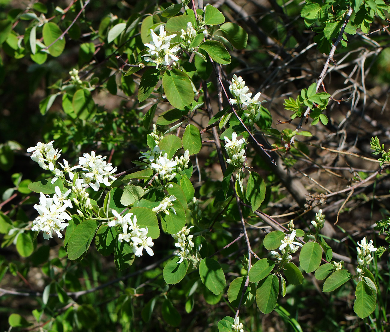 Image of Amelanchier ovalis specimen.