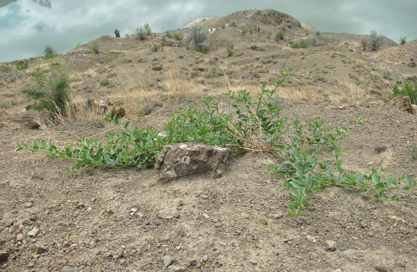 Image of Capparis herbacea specimen.