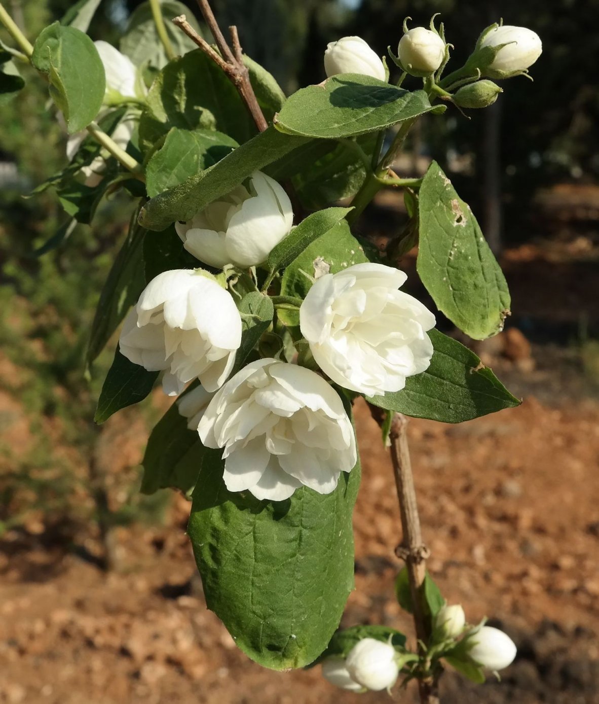 Изображение особи род Philadelphus.