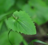 Doronicum orientale. Лист. Республика Адыгея, левый берег р. Белая чуть ниже устья руч. Большой Руфабго, лиственный лес. 28.04.2018.