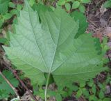 Vitis riparia