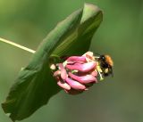 Lonicera dioica