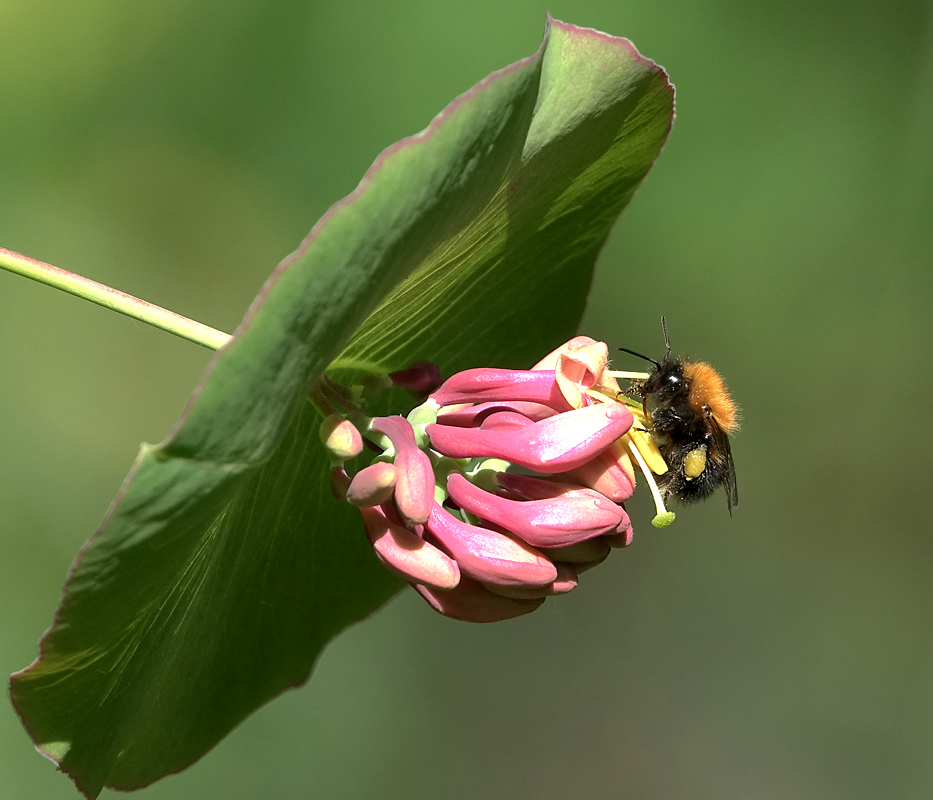 Image of Lonicera dioica specimen.