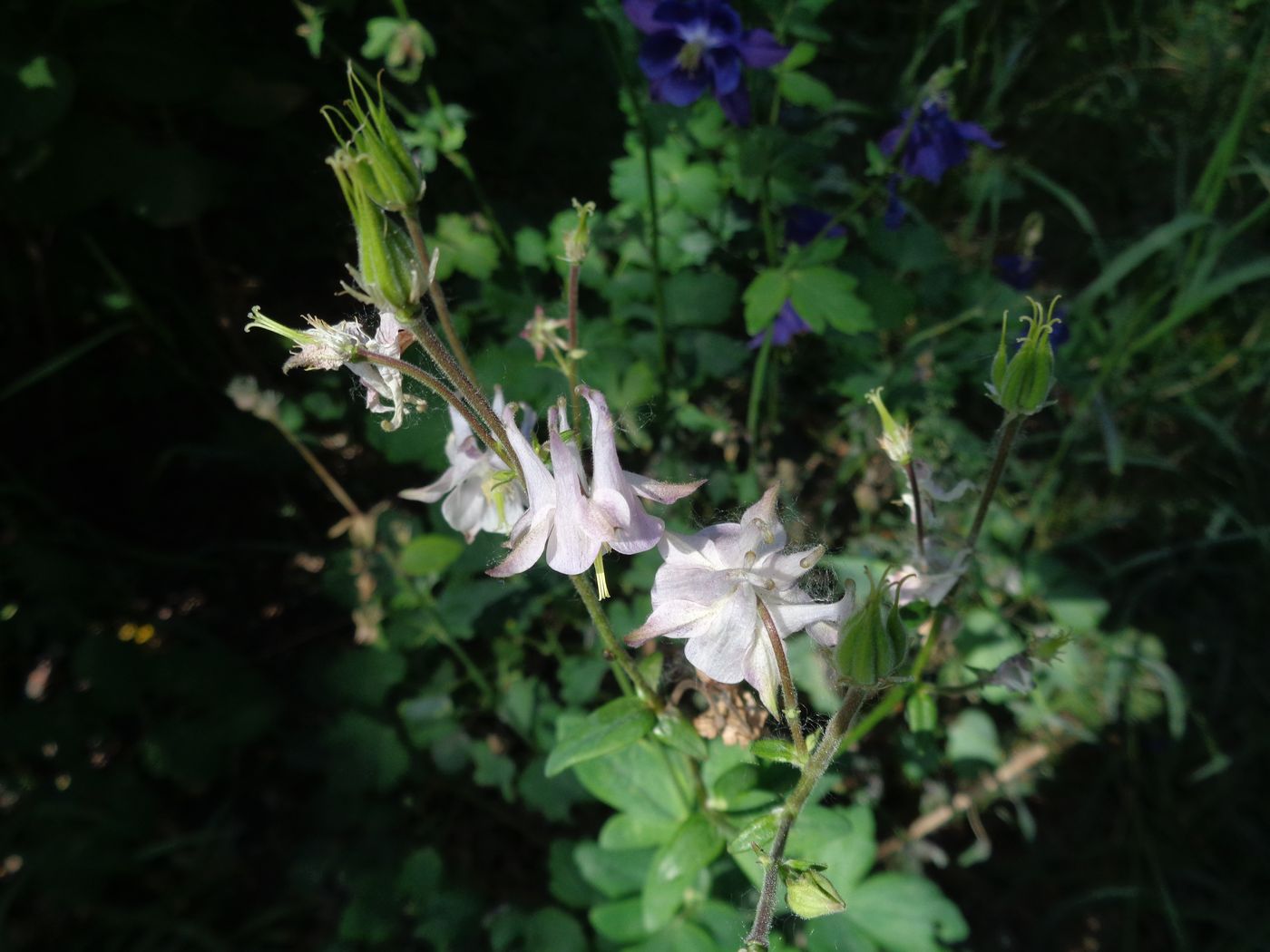 Изображение особи Aquilegia vulgaris.