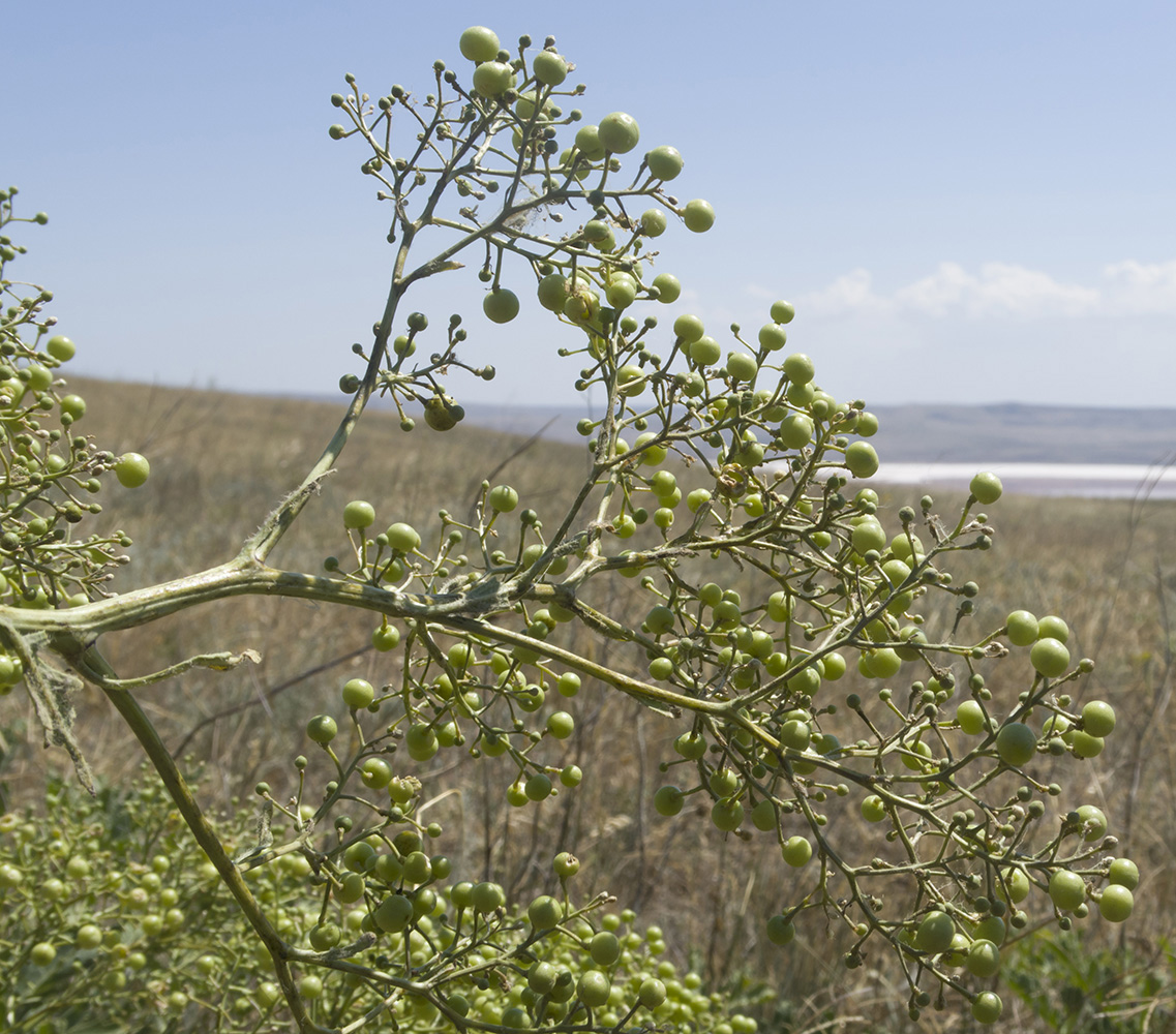 Изображение особи Crambe aspera.