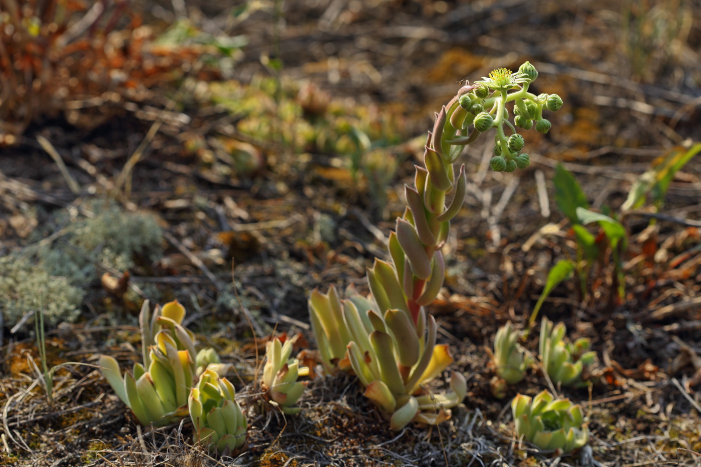 Image of Sempervivum ruthenicum specimen.