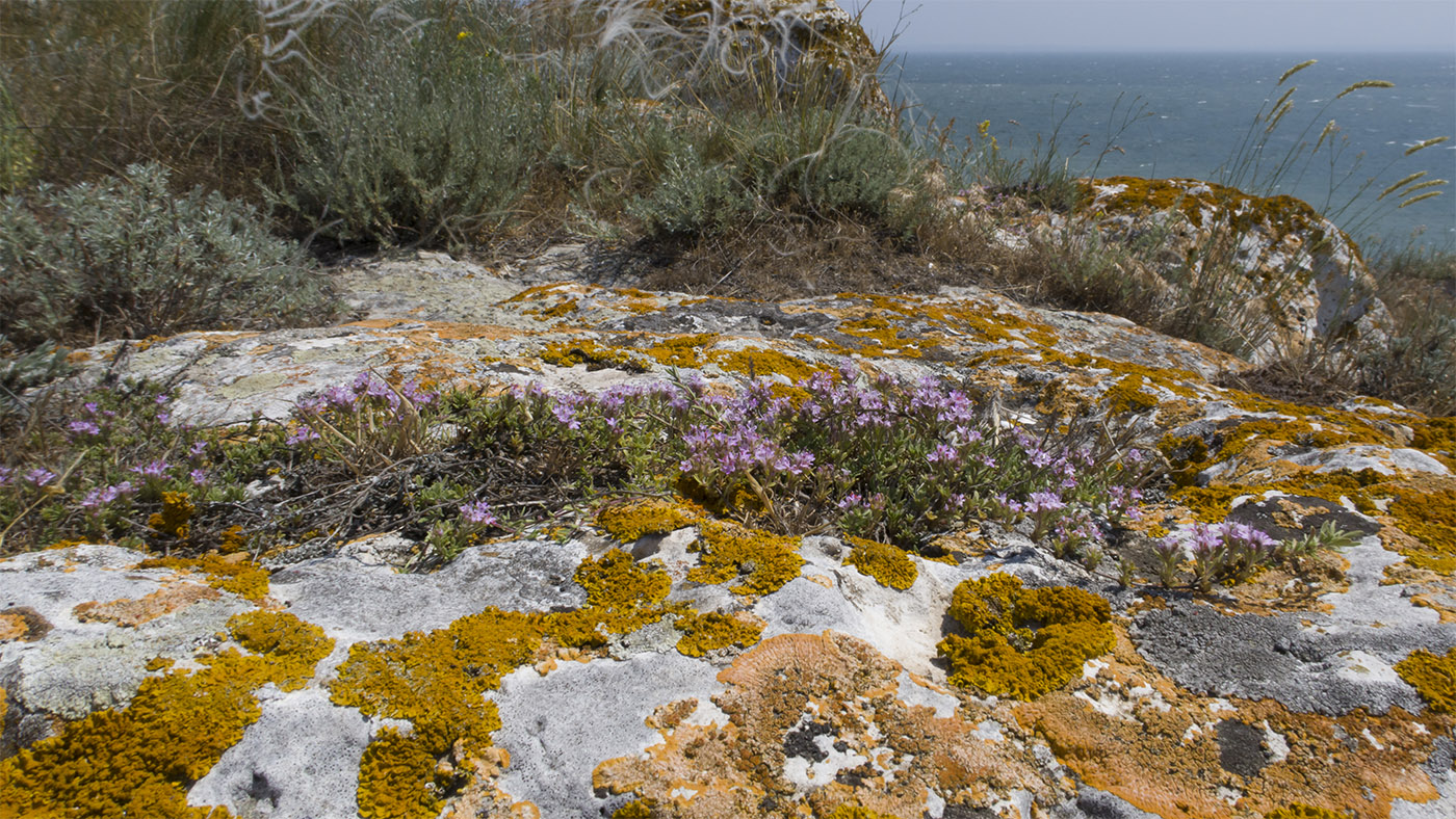 Image of genus Thymus specimen.