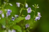 Veronica vindobonensis