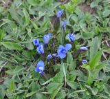 Gentiana angulosa