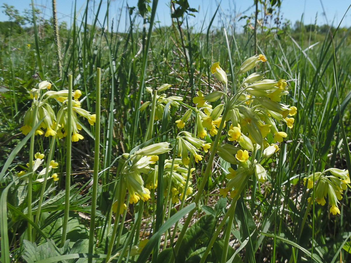 Image of Primula veris specimen.