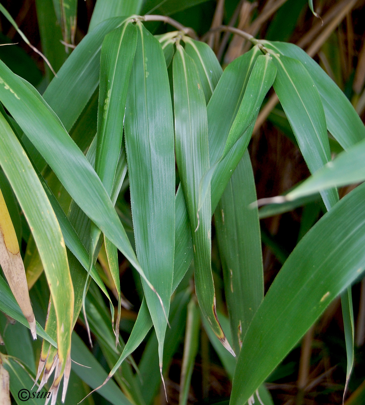 Изображение особи Pseudosasa japonica.