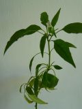 Capsicum annuum