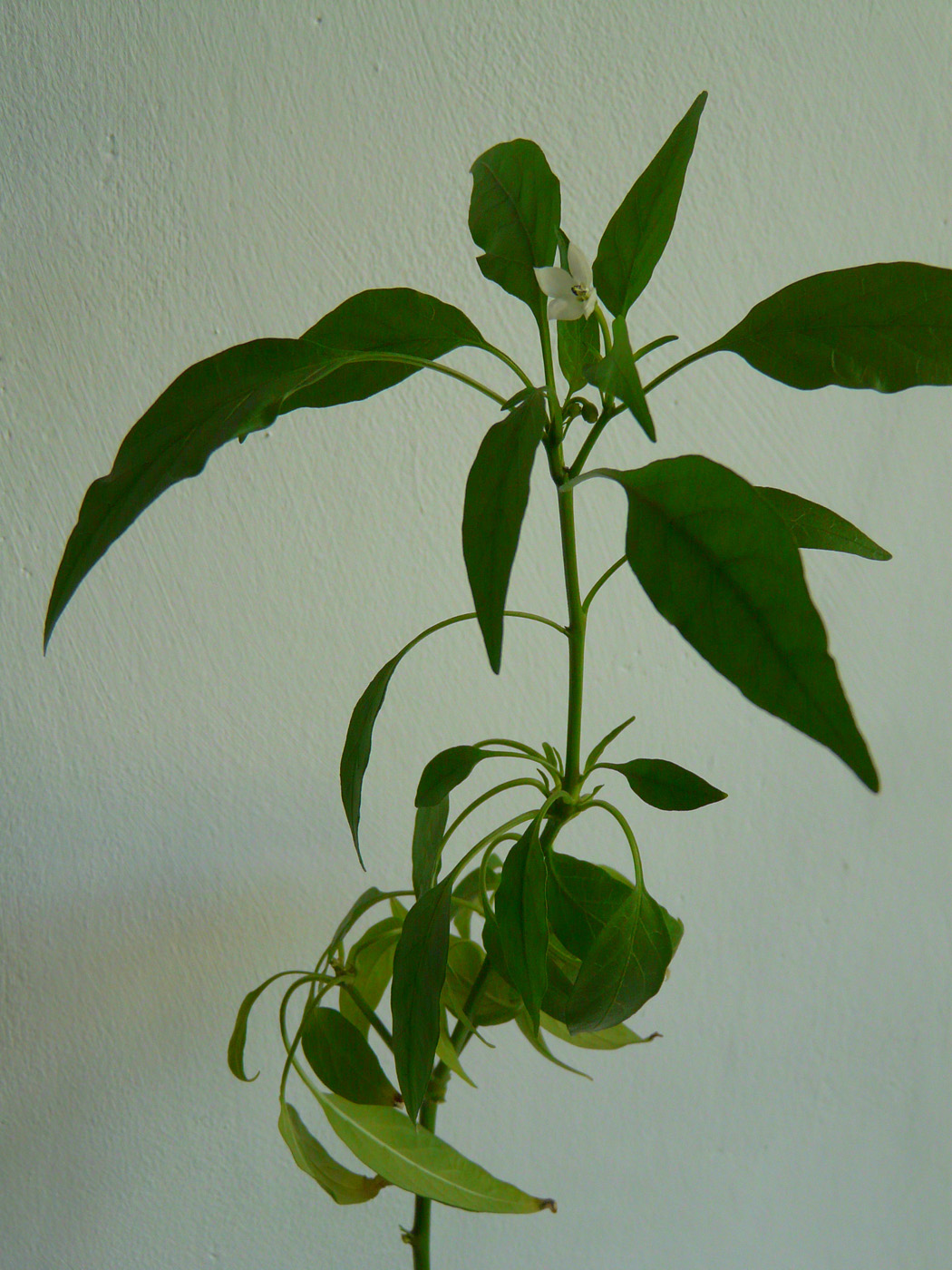 Image of Capsicum annuum specimen.