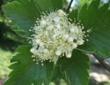 Sorbus intermedia. Соцветие. Крым, Симферополь, ботсад университета. 17 мая 2010 г.