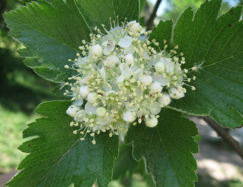 Изображение особи Sorbus intermedia.