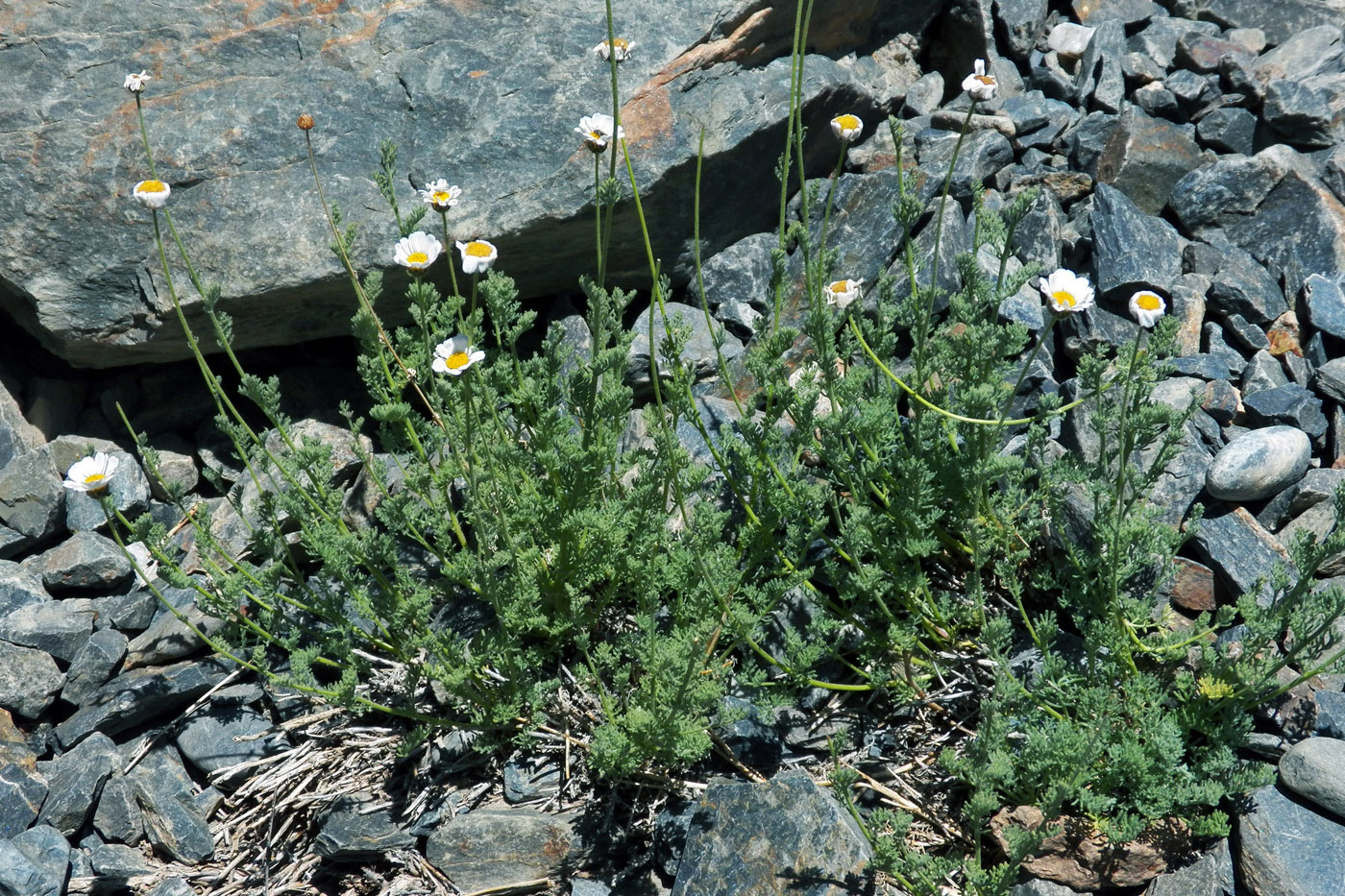 Image of Spathipappus griffithii specimen.