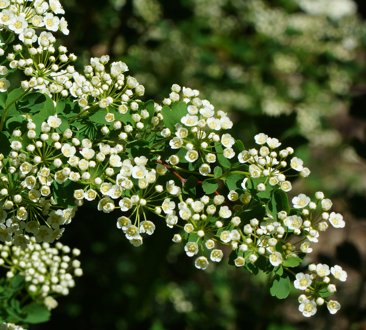 Изображение особи Spiraea trilobata.