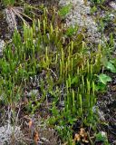 Lycopodium lagopus