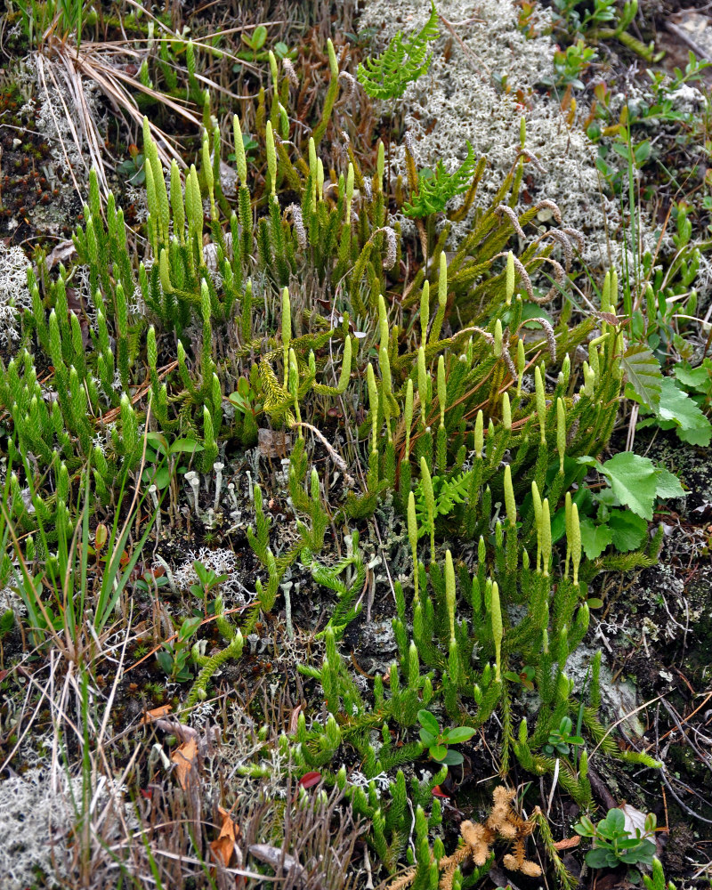 Изображение особи Lycopodium lagopus.