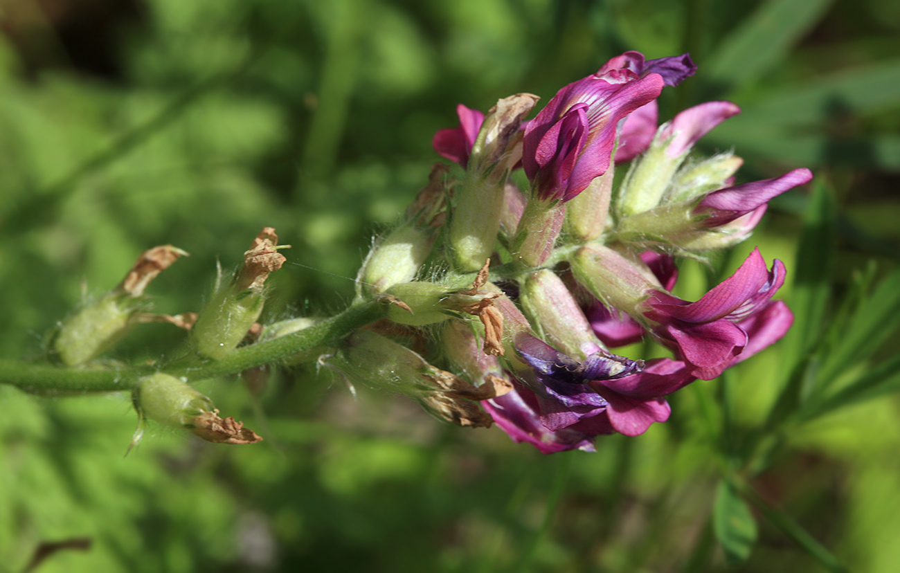 Image of Oxytropis strobilacea specimen.