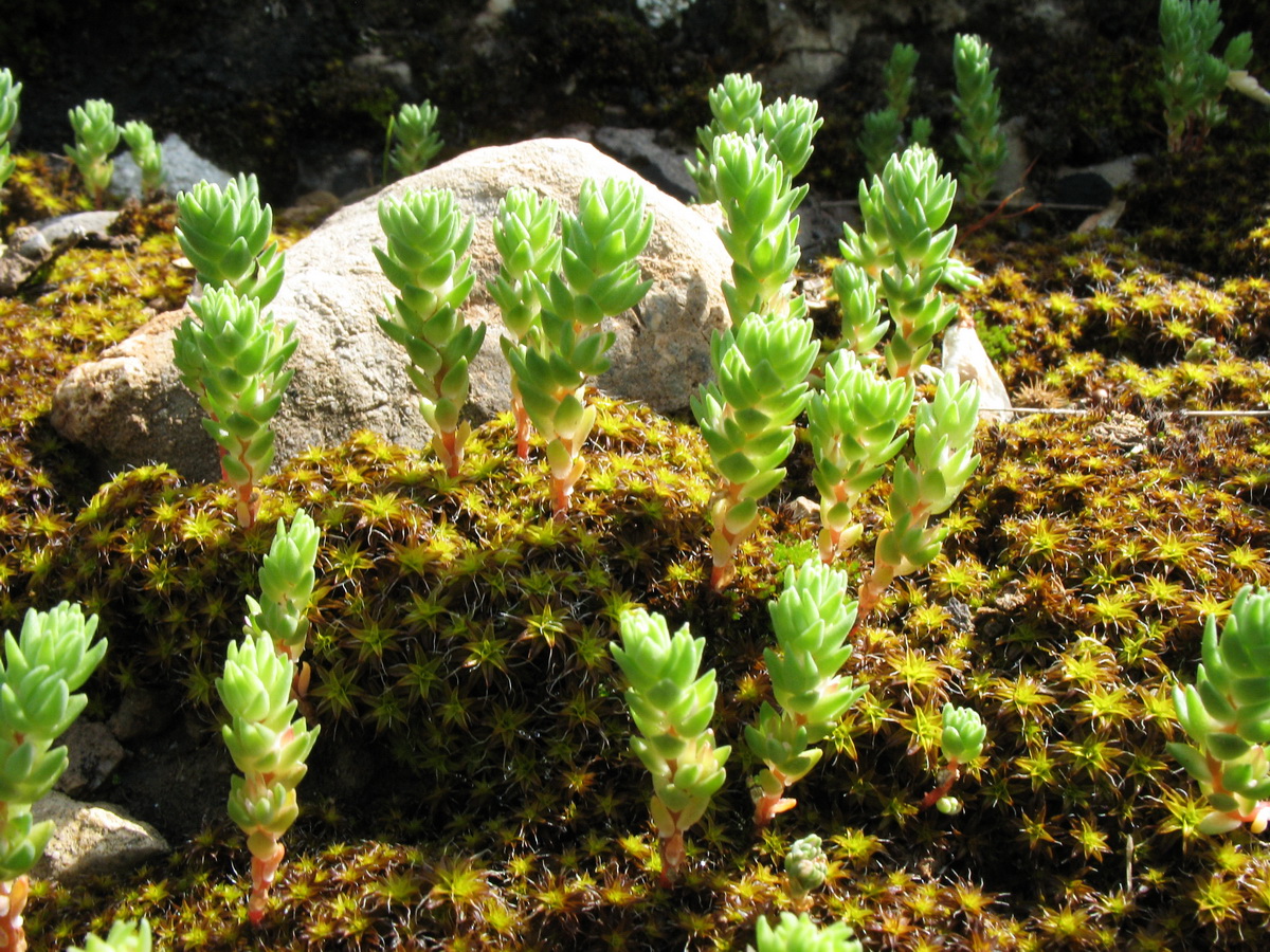 Image of Macrosepalum tetramerum specimen.