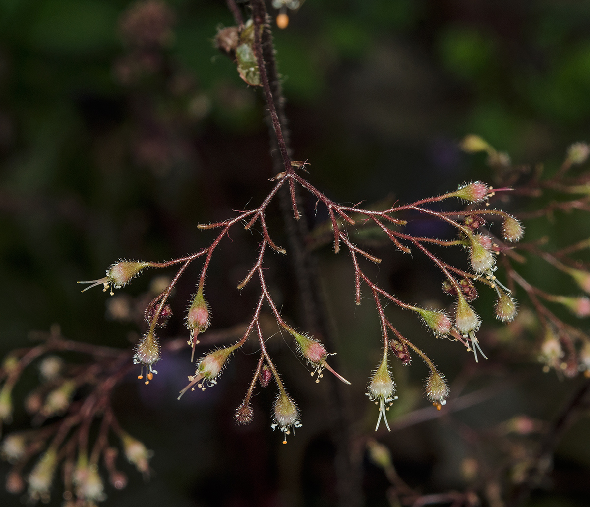 Image of Heuchera micrantha specimen.