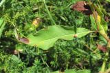 Aconogonon panjutinii