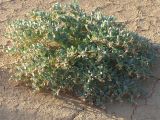 genus Zygophyllum