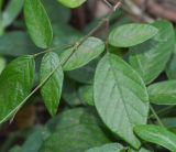 Desmodium adscendens. Часть побега. Танзания, автономия Занзибар, о-в Унгуджа, Central South Region, национальный парк \"Jozani Chwaka Bay\". 29.10.2018.