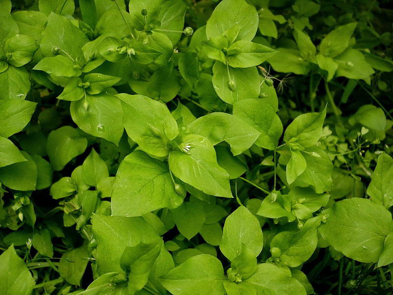 Image of Stellaria media specimen.