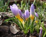 Crocus subspecies atticus