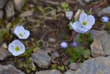 Veronica glareosa