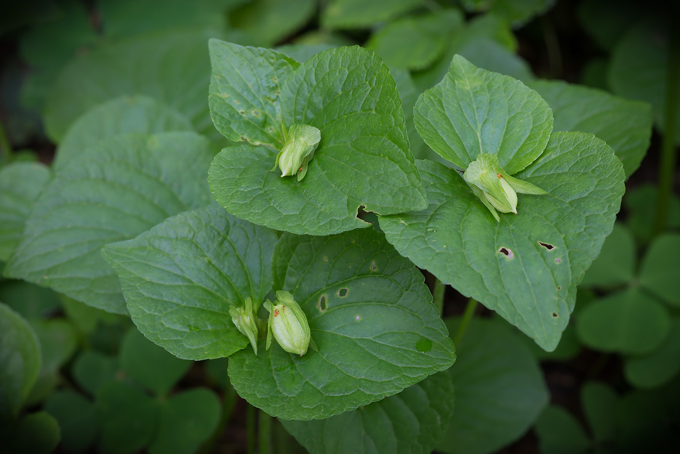 Изображение особи Viola mirabilis.